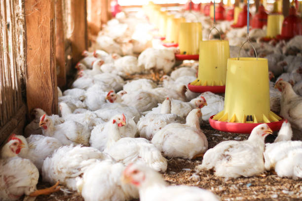 istock Farm for growing broiler chickens 1214961235