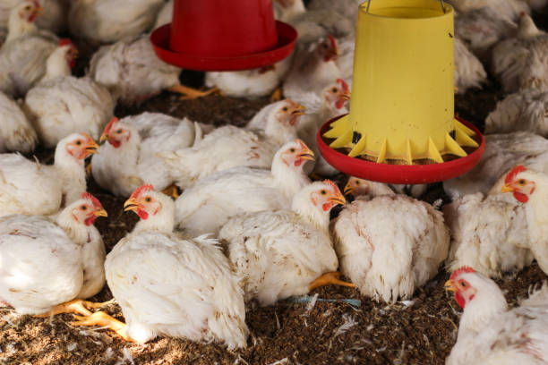 istock Farm for growing broiler chickens 1214961268