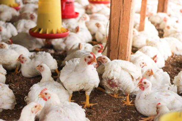 istock Farm for growing broiler chickens 1214961283