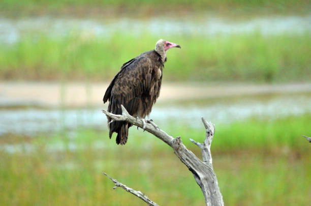 A hooded vulture sits on a tree branch, green background