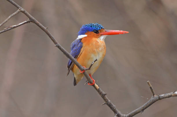istock Malachite Kingfisher, close-up, on branch with brown background, Namibia 1214963020