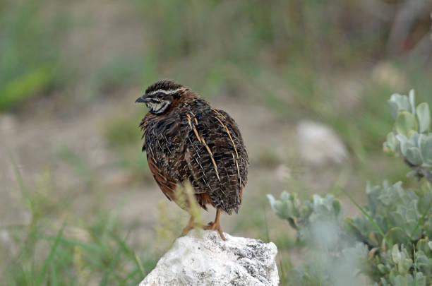 istock A Harlequin Quail sits on a white rock, green background, close-up 1214963073