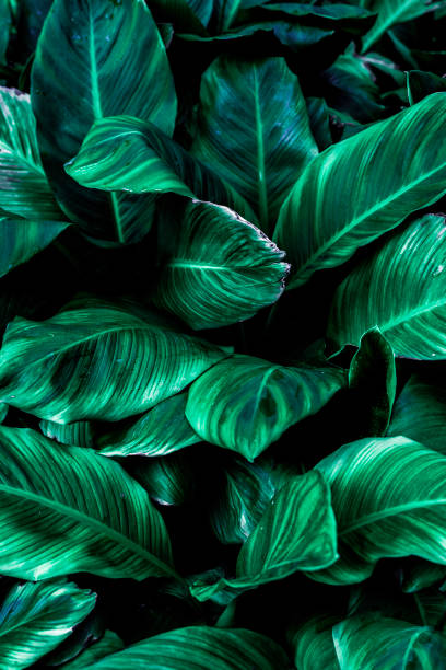 istock green leaf texture, dark green foliage nature background, tropical leaf 1214963340