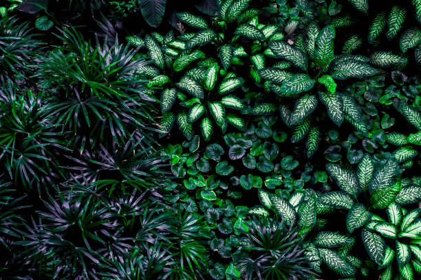 istock green leaf texture, dark green foliage nature background, tropical leaf 1214963343