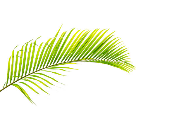 istock green leaf texture, dark green foliage nature background, tropical leaf 1214963358