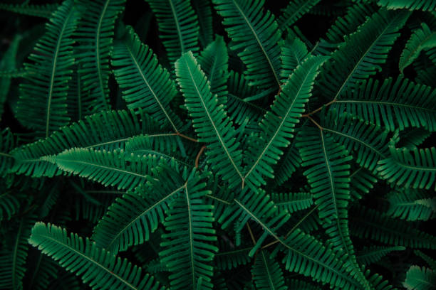 istock green leaf texture, dark green foliage nature background, tropical leaf 1214963359