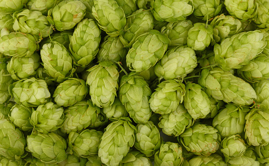 Close up full frame background pattern of fresh green hops, ingredient for beer or herbal medicine, elevated top view, directly above