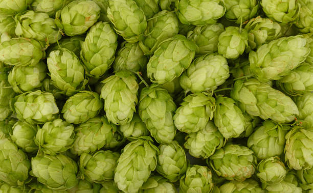 Close up background of fresh green beer hops Close up full frame background pattern of fresh green hops, ingredient for beer or herbal medicine, elevated top view, directly above khaki green photos stock pictures, royalty-free photos & images