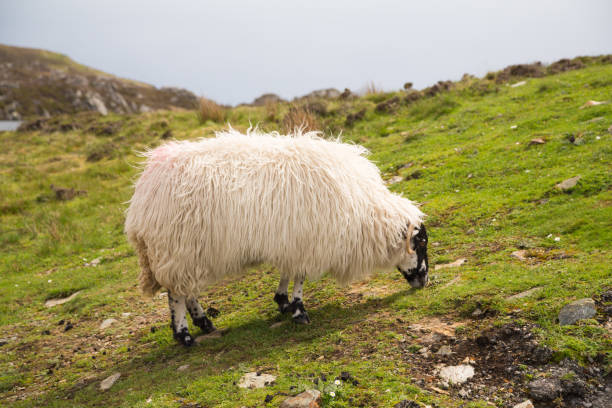 istock Sheep along the famous Sliabh Liag Cliffs in Donegal, Ireland 1214964310
