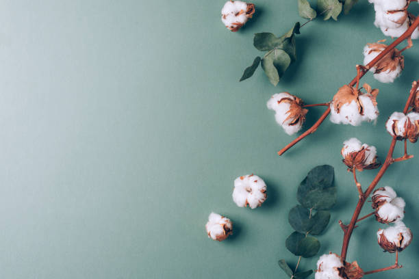 istock Flowers composition. Frame made of cotton flowers and eucalyptus branches on pastel blue background. Flat lay, top view. Frame with copy space 1214964540