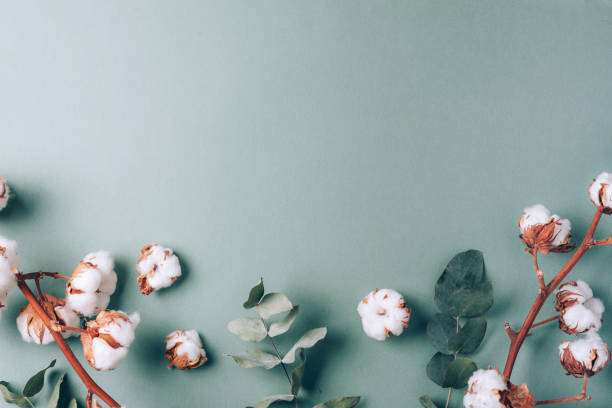 istock Flowers composition. Frame made of cotton flowers and eucalyptus branches on pastel blue background. Flat lay, top view. Frame with copy space 1214964543