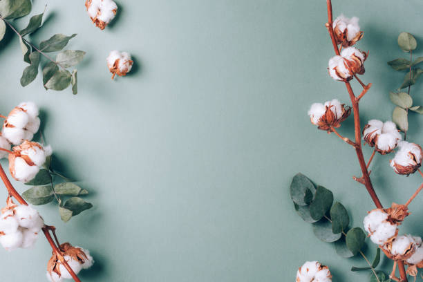 Flowers composition. Frame made of cotton flowers and eucalyptus branches on pastel blue background. Flat lay, top view. Frame with copy space