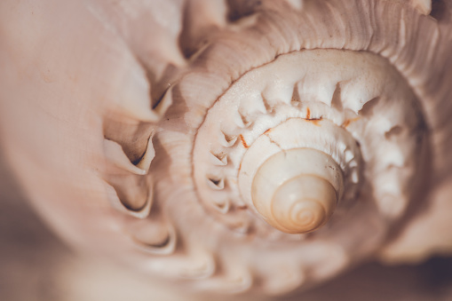 A detail of a big seashell
