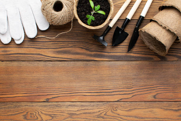 istock Gardening tools and potted seedligs at wooden background with copy space. 1214966731