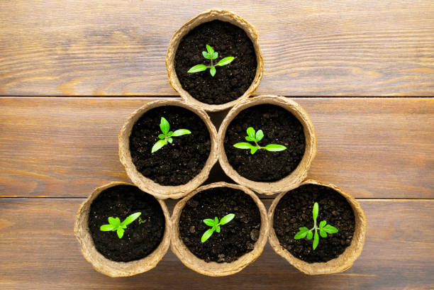 istock Seedlings in pots at dirty wooden background. 1214966802