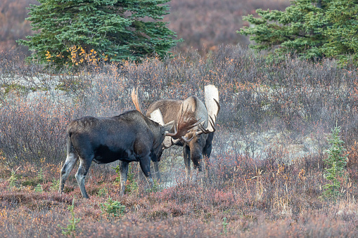 a pair of Alaska Yukon bull moose fighting in Alaska