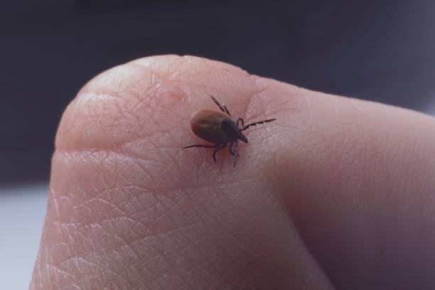 istock Female tick ( Ixodes scapularis) crawling on skin ready to bite 1214967978