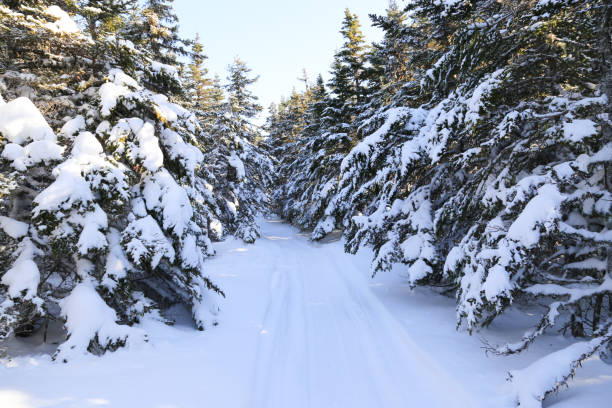 istock Snowy winter trail with spruce trees 1214969045