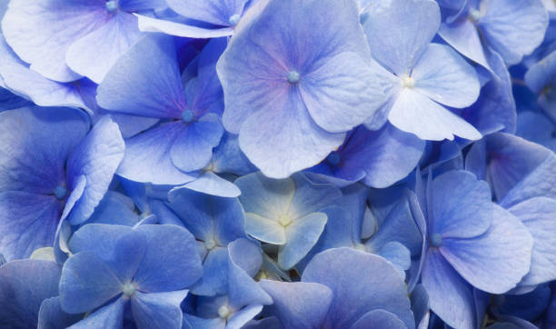 istock beautiful flower with blue petals 1214970226