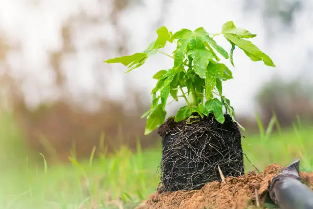 Photo of Plant papaya trees, green perennial plants and have soil digging equipment.