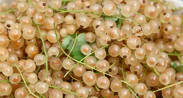 Close up heap of fresh whitecurrant berries on retail display of farmers market, elevated high angle view