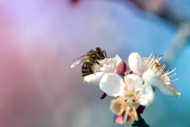istock bee on a white flower on a tree. Bee picking pollen from apricot flower.Bee on apricot blossom.Honeybee collecting pollen at a white flower 1214972263