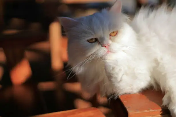 Photo of cute white persia cat sleep on table