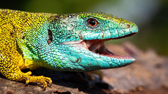 Male European green lizard, lacerta viridis, with a happy look opening mouth on a close-up shot. Wild vertebrate in wilderness on a sunny summer day smiling.