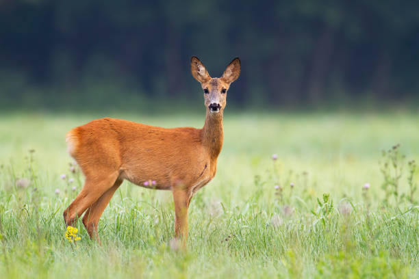 istock Innocent roe deer doe facing camera on meadow early in the summer morning 1214973378