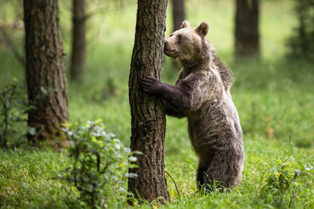 istock Interested brown bear standing on rear legs and sniffing a tree in summer forest 1214973443