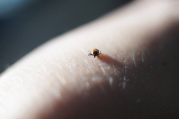 istock Female tick ( Ixodes scapularis) crawling on skin ready to bite 1214973506