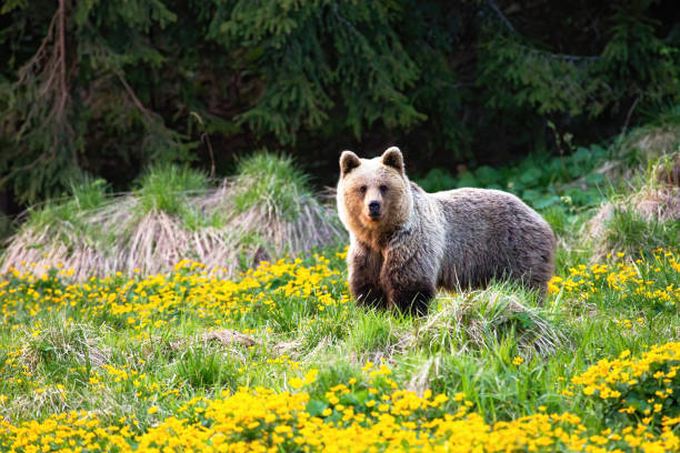 istock Majestic brown bear standing on a meadow with yellow flowers in spring 1214973656