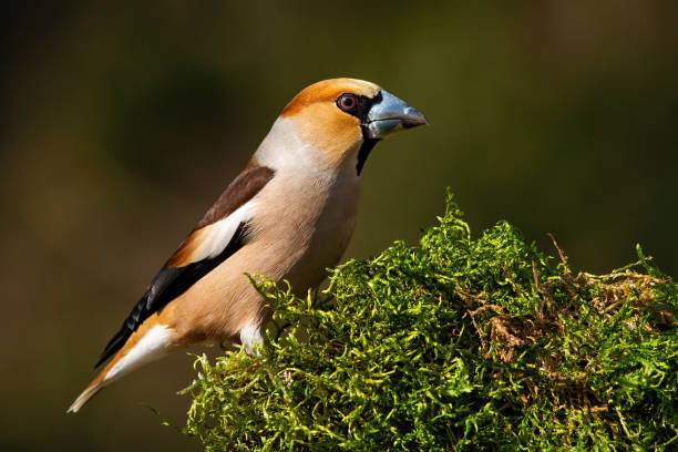 istock Massive hawfinch male sitting on a moss covered tree trunk in spring 1214974020