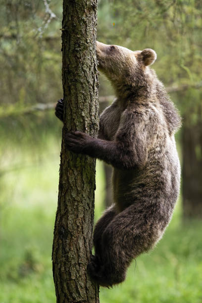 istock Motivated brown bear climbing a tree in summer forest 1214974102
