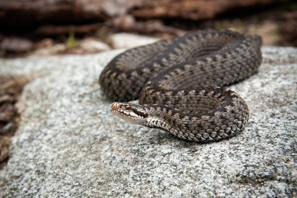 istock Poisonous common viper lying on a stone and basking 1214974379