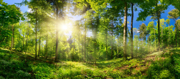 istock Forest clearing beautifully lit by the bright sun 1214975468