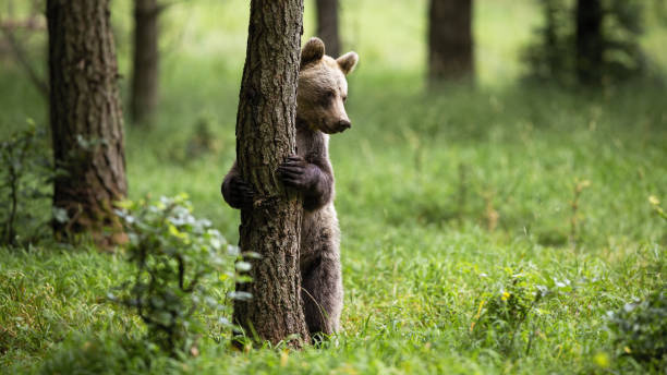 istock Shy brown bear standing in upright position on rear legs in forest 1214975477