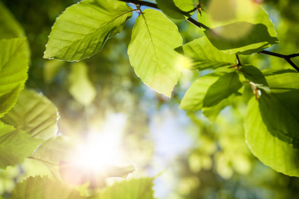 hojas verdes primer plano con el sol en el fondo borroso - beech leaf leaf green close up fotografías e imágenes de stock