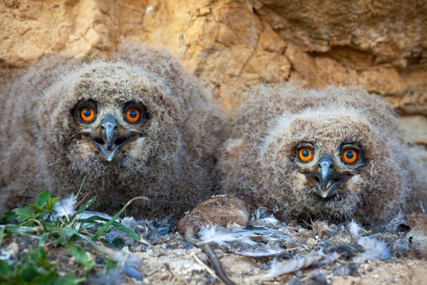 istock Small eurasian eagle-owl chicks sitting in the nest on the ground in spring 1214975726