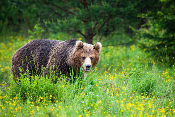 istock Strong brown bear sneaking from behind tall green grass in summer 1214975949