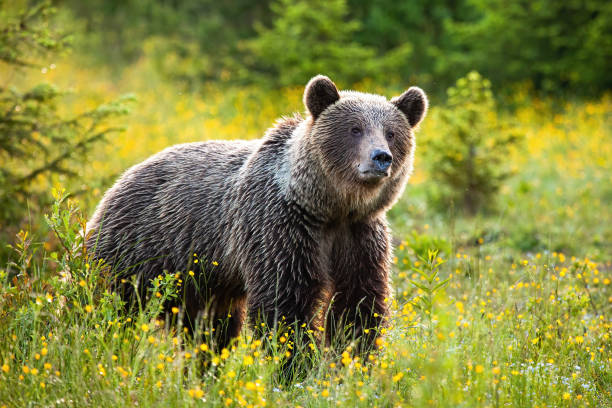 istock Surprised brown bear listening on a fresh meadow in springtime 1214976016