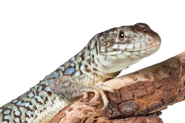 istock Jeweled Lacerta on log - White Background 1214976879