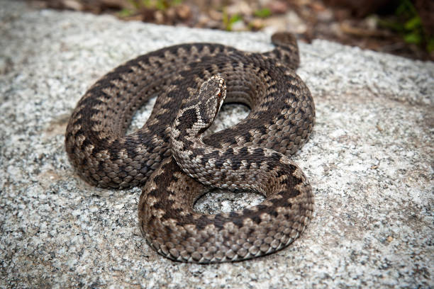 Top view of a deadly common viper hiding on a stone in nature. Deadly common viper, vipera berus, hiding on stone in nature. Poisonous animal lying in nature from top view. Full body of a brown adder basking in wilderness. viper photos stock pictures, royalty-free photos & images