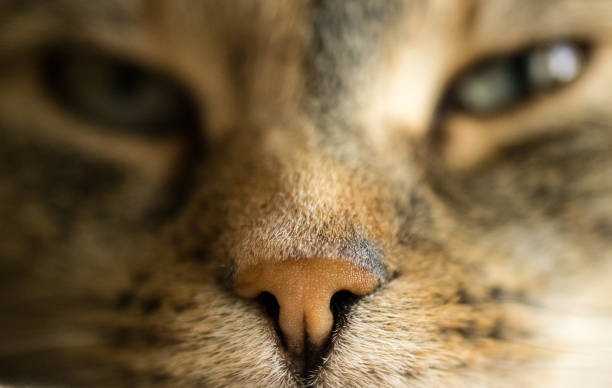 istock Domestic cat profile close up 1214977034