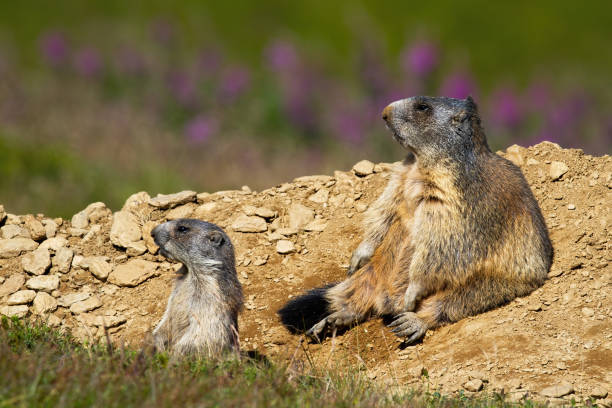 istock Two alpine marmots sitting near burrow and observing. 1214977090