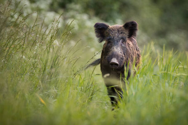istock Unaware wild boar approaching on meadow with tall green grass 1214977312
