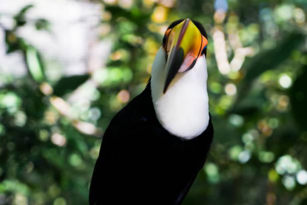 Colorful cute toucan tropical bird in amazon florest