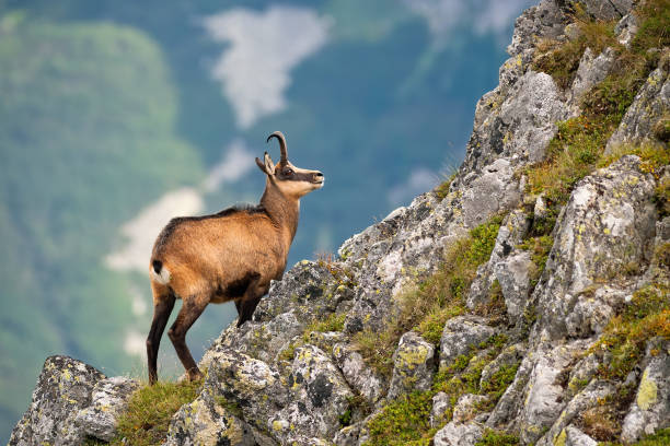 Vital tatra chamois climbing rocky hillside in mountains Vital tatra chamois, rupicapra rupicapra tatrica, climbing rocky hillside in mountains. Wild mammal looking up the cliff with copy space in High Tatras national park, Slovakia. chamois animal photos stock pictures, royalty-free photos & images