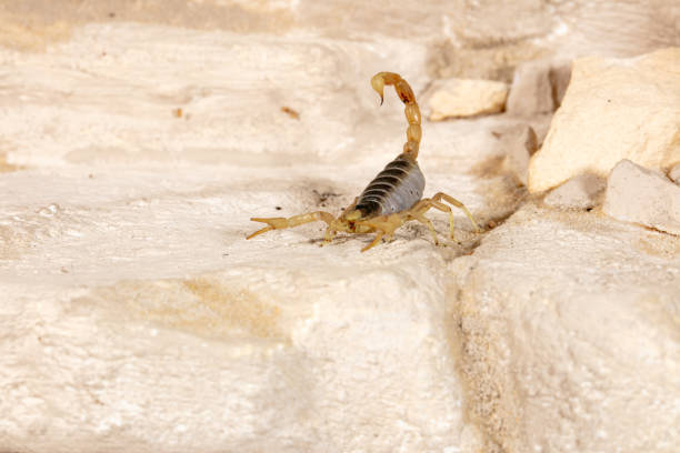Known in Latin as Hadrurus arizonensis, this scorpion (also commonly known as Arizona desert hairy scorpion) is the largest in North America. The one pictured is a juvenile.