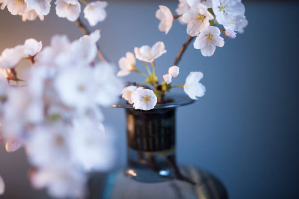 kirschblütenstrauß mit blauem hintergrund - honeysuckle pink stock-fotos und bilder